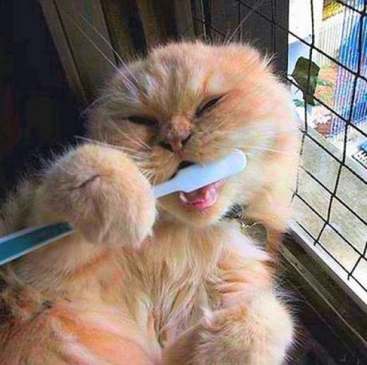Βουρτσίζοντας τα δόντια...